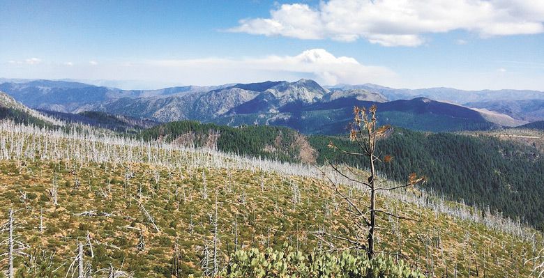 Aug. 11, looking east from Snow Camp lookout within the 2002 Biscuit Fire, which burned 500,000 acres. The huge plume center stage marks the Klondike Fire; to its left low and along the ridge is the Taylor Fire — stopped along the Rogue River west of Grants Pass. The Klondike Fire was not suppressed until out of sight on the left side, charring more than 175,000 acres. The Chetco Bar Fire, to the right and out of view, annihilating 191,000 acres in 2018. ##Photo provided