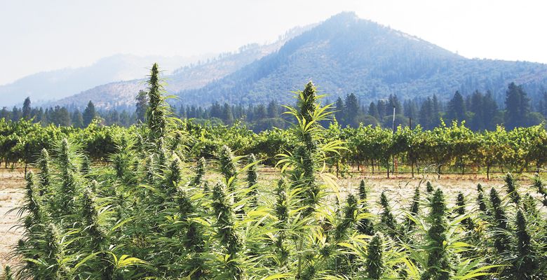 Southern Oregon licensed hemp field with grapevines in the background. ##Photo by Maureen Flanagan Battistella