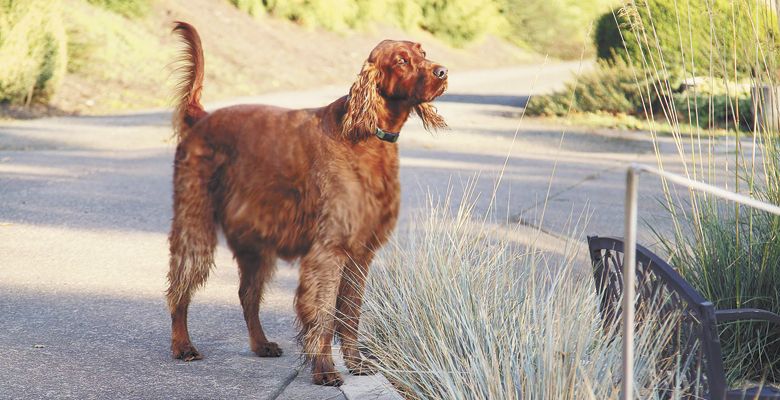 Winery owner Mary Olson admits winemaker Elizabeth Clark’s wines are the main reason folks visit her Monmouth estate, but Riley and Rocky offer a close second. ##Photo Provided