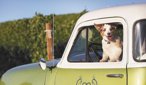 At Arlyn Vineyard in Yamhill County, the fuzzy face of the brand belongs to 6-year-old Australian shepherd, Cooper. ##Photo by Andrea Johnson