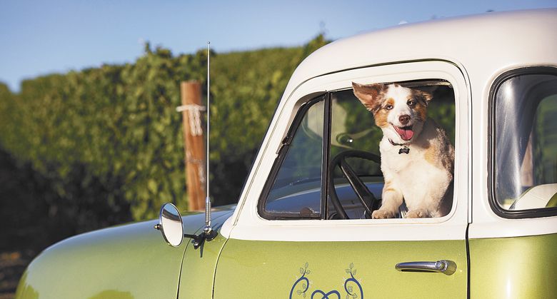 At Arlyn Vineyard in Yamhill County, the fuzzy face of the brand belongs to 6-year-old Australian shepherd, Cooper. ##Photo by Andrea Johnson