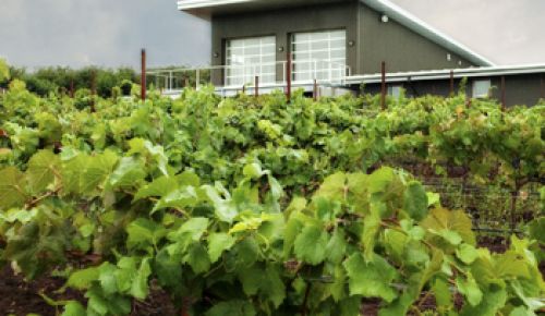 The new Raptor Ridge Winery looks out
onto the Shulls’ estate vineyard, Tuscowallame,
located in Newberg. Photo by CWK Photography.