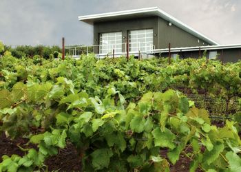 The new Raptor Ridge Winery looks out
onto the Shulls’ estate vineyard, Tuscowallame,
located in Newberg. Photo by CWK Photography. The new Raptor Ridge Winery looks out
onto the Shulls’ estate vineyard, Tuscowallame,
located in Newberg. Photo by CWK Photography.