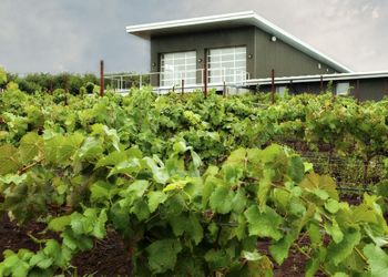 The new Raptor Ridge Winery looks out
onto the Shulls’ estate vineyard, Tuscowallame,
located in Newberg. Photo by CWK Photography.