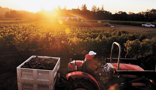 Just picked Pinot Noir grapes during harvest at Anahata Vineyard in the Eola-Amity Hills. 
At The Joy vacation rental sits on the property, surrounded by grapevines.##Photo by Carolyn Wells-Kramer