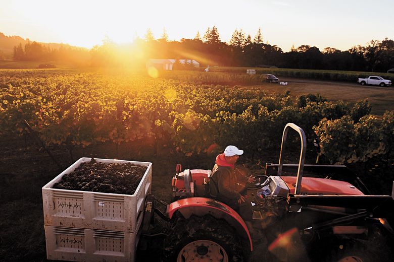 Just picked Pinot Noir grapes during harvest at Anahata Vineyard in the Eola-Amity Hills. 
At The Joy vacation rental sits on the property, surrounded by grapevines.##Photo by Carolyn Wells-Kramer