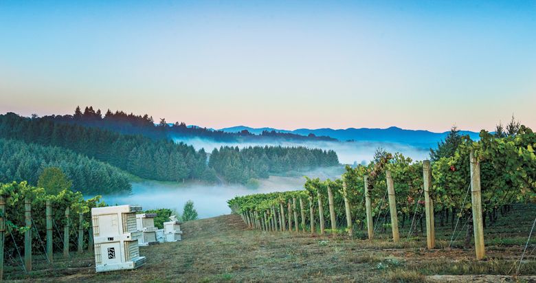 A foggy morning as harvest begins at Shea Vineyard.##Photo by Carolyn Wells-Kramer