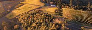 Aerial view of Fairsing Vineyards’ many forested areas, including the White oaks they are working to preserve.##Photo provided by Fairsing Vineyard