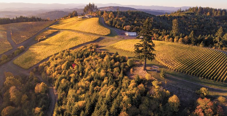 Aerial view of Fairsing Vineyards’ many forested areas, including the White oaks they are working to preserve.##Photo provided by Fairsing Vineyard