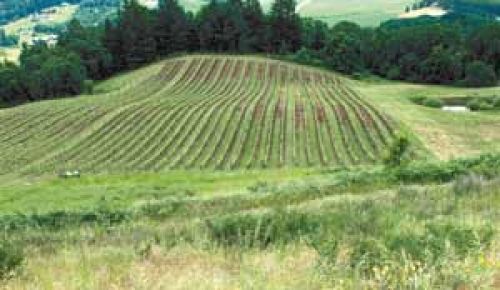 View of Youngberg Hill Vineyards & Inn outside McMinnville.
Photo by Chrissy Ragulsky