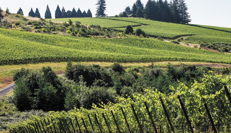 Zena Crown Vineyard, Eola-Amity Hills AVA, Oregon. ##Photo by Andrea Johnson