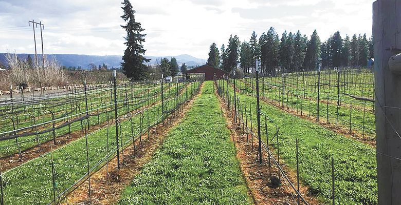 The eight-acre vineyard at Marchesi in Hood River sits on the site of an abandoned apple orchard and overlooks the foothills of the Columbia Gorge ##Photo by Patty Mamula