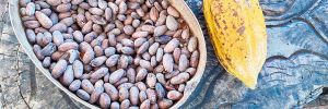 A bowl of dried beans sits on a table next to a cacao pod. ## Photo by Michele Francisco