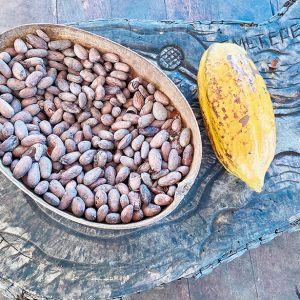A bowl of dried beans sits on a table next to a cacao pod. ## Photo by Michele Francisco