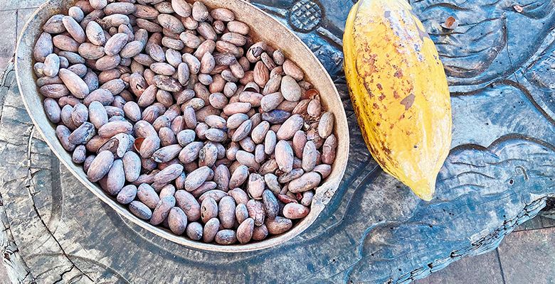 A bowl of dried beans sits on a table next to a cacao pod. ## Photo by Michele Francisco