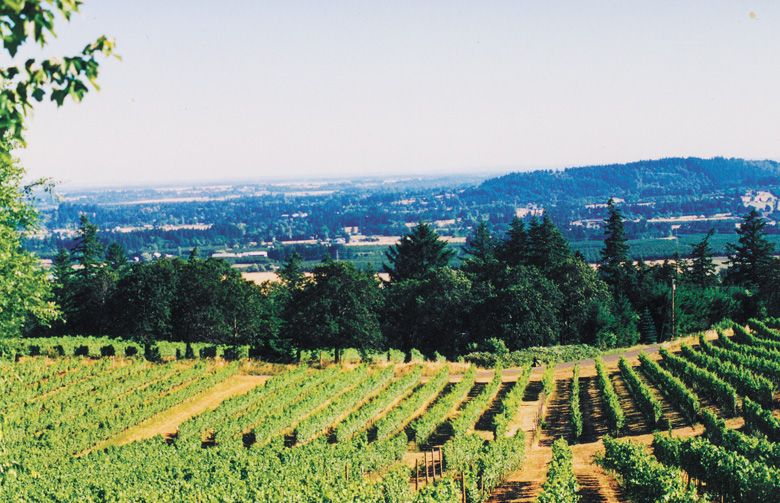 The Quarter Mile Lane Vineyard, looking south, taken during the 1980s. ##Photo courtesy of Adelsheim Vineyard