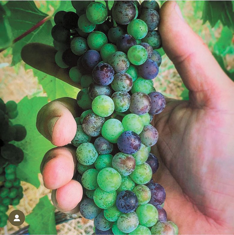 A cluster of ripening Baco Noir as it goes through veraison at Bradley Vineyard.##Photo provided by Bradley Vineyards