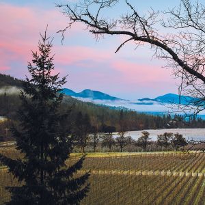 Jacksonville&rsquo;s biodynamically farmed Cowhorn Vineyard surrounded by fog-shrouded hills, beneath a sky painted in pinks and blues. ## Photo provided by Cowhorn Vineyard & Garden