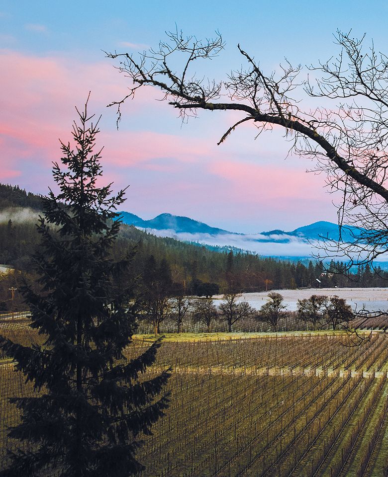 Jacksonville&rsquo;s biodynamically farmed Cowhorn Vineyard surrounded by fog-shrouded hills, beneath a sky painted in pinks and blues. ## Photo provided by Cowhorn Vineyard & Garden