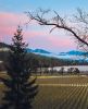 Jacksonville&rsquo;s biodynamically farmed Cowhorn Vineyard surrounded by fog-shrouded hills, beneath a sky painted in pinks and blues. ## Photo provided by Cowhorn Vineyard & Garden