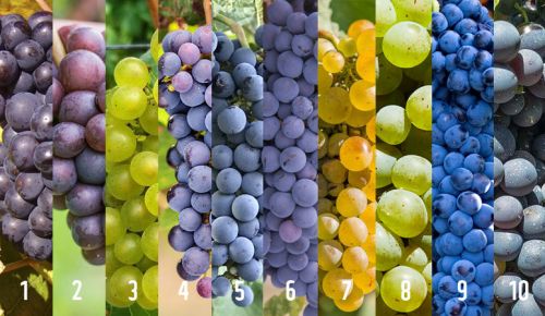 Oregon's top grapes: 1) Pinot Noir; 2) Pinot Gris; 3) Chardonnay; 4) Syrah; 5) Cabernet Sauvignon; 6) Merlot; 7) Riesling; 8) Viognier; 9) Cabernet Franc; 10) Tempranillo.
