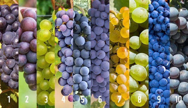Oregon's top grapes: 1) Pinot Noir; 2) Pinot Gris; 3) Chardonnay; 4) Syrah; 5) Cabernet Sauvignon; 6) Merlot; 7) Riesling; 8) Viognier; 9) Cabernet Franc; 10) Tempranillo.