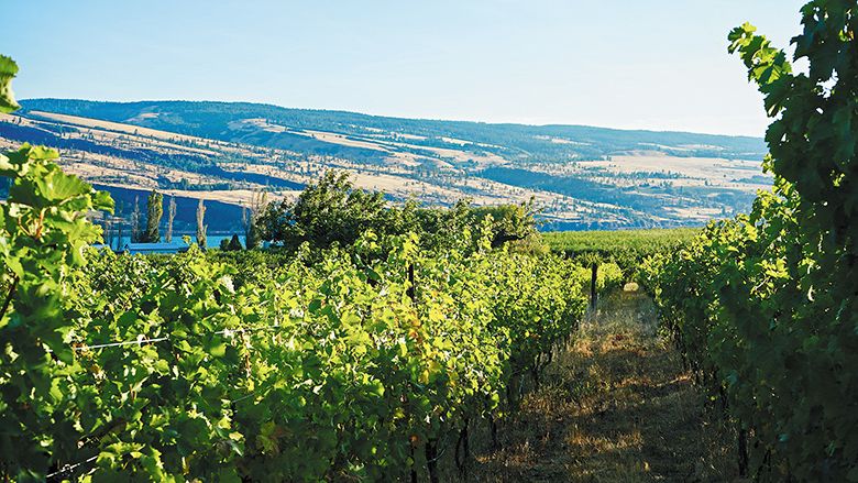 Idiot s Grace Vineyard in the Columbia Gorge winegrowing region. ## Photo by Neil Ferguson, Courtesy of the Oregon Wine Board