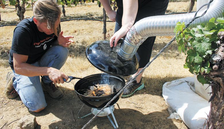 Elizabeth Tomasino, an associate professor of enology, and Cole Cerrato, a postdoctoral scholar in her lab, study the impact of smoke exposure on grapes at Oregon State’s Woodhall Vineyard. ##Photo by Sean Nealon