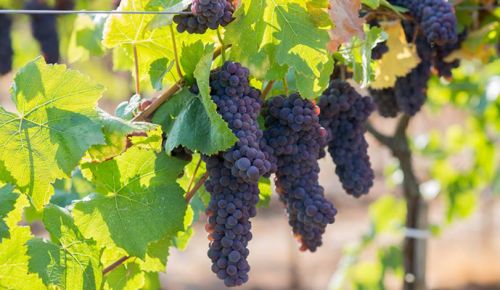 ##Photo courtesy of Pfeiffer Winery ##Photo courtesy of Pfeiffer Winery