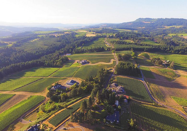 Aerial view of Brick House Vineyards&rsquo; 45,000 vines. ## Photo provided by Brick House Vineyards