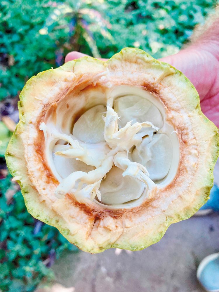 The pulp inside an open cacao pod. ## Photo by Michele Francisco